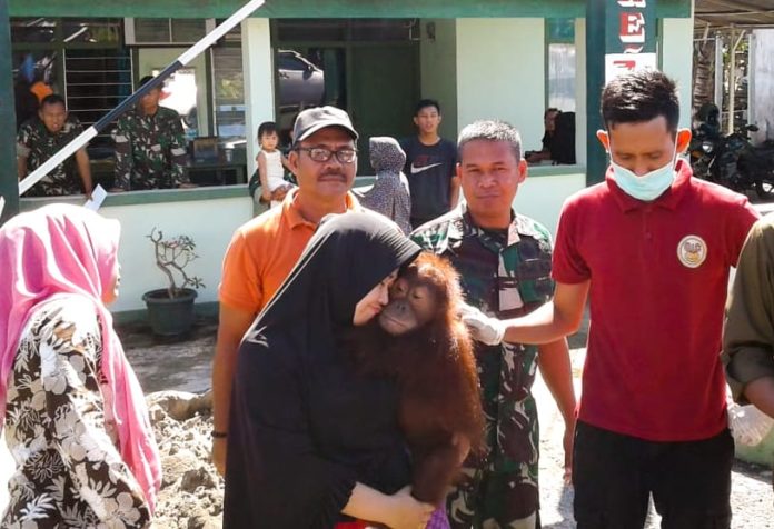 Satu Individu Orangutan Disita di Aceh Selatan