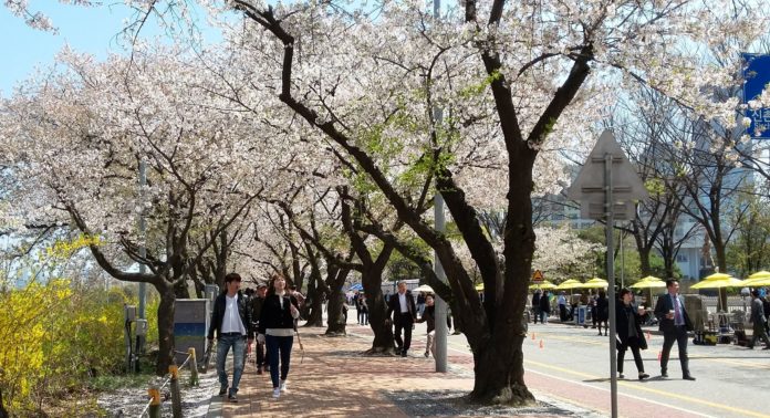 Festival Bunga Sakura di Yeouido, Korea Selatan