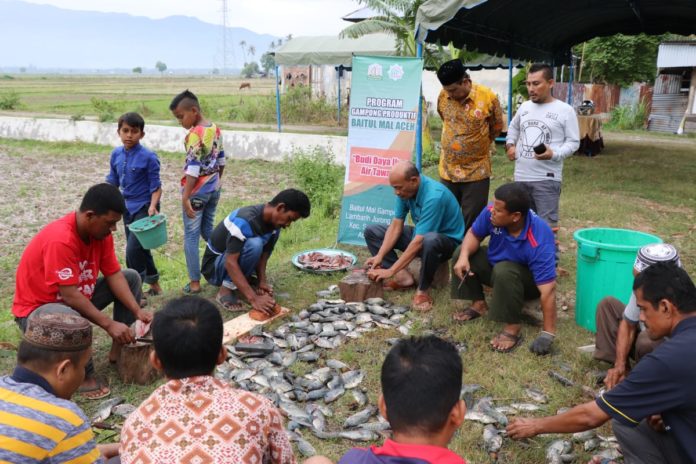 BMG Lambarih Binaan Baitul Mal Aceh Panen Perdana Budi Daya Ikan Nila