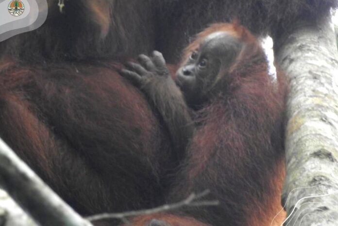 Edelweiss, Bayi Orangutan Ketiga yang Lahir di Pusat Reintroduksi Jantho