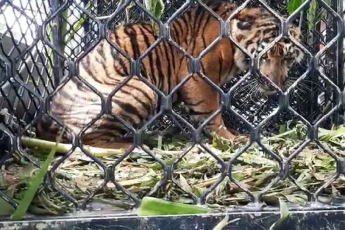 BKSDA Aceh Evakuasi Harimau Sumatera Terkena Jerat di Gayo Lues