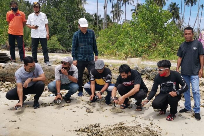 Muzakir Manaf Lepas Tukik di Pulau Banyak Penangkaran Penyu Harus Terus Dilakukan