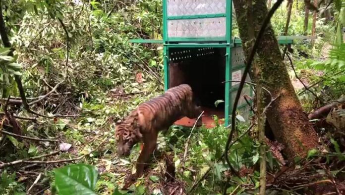 Malelang Jaya, Seekor Harimau Sumatera di Aceh Dilepas Kembali ke Habitatnya