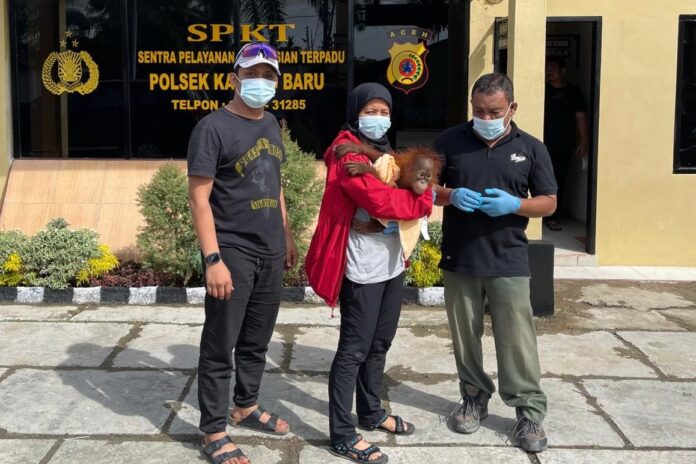 Polda Aceh Tangkap 4 Penjual Satwa Dilindungi dan Sita 1 Orang Utan Sumatera