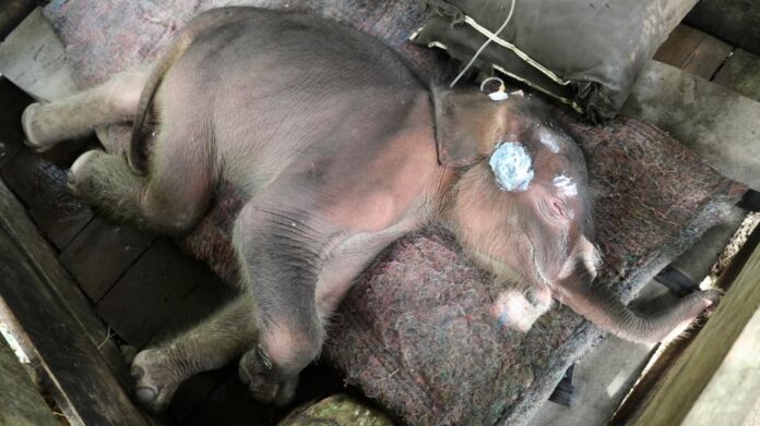 Bayi Gajah 'Inong' Mati Usai Diselamatkan dari Kubangan Lumpur di Tiro
