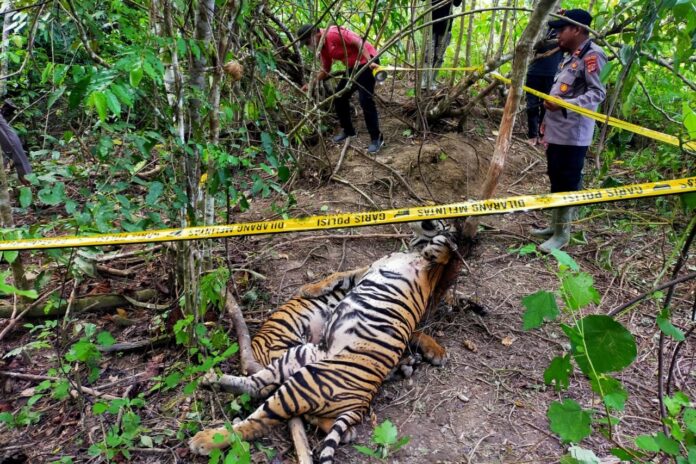 2 Harimau Sumatera Ditemukan Mati Terjerat Kawat di Aceh Timur