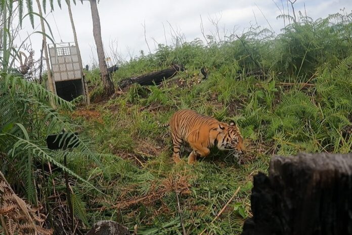Harimau Sumatera ‘Siti Reuko’ Kembali ke Habitat Aslinya
