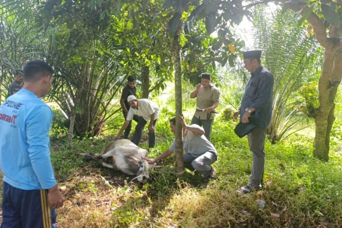 Idul Adha 1446 H, APRI Bireuen Salurkan Dua Ekor Sapi Kurban di Kecamatan Juli